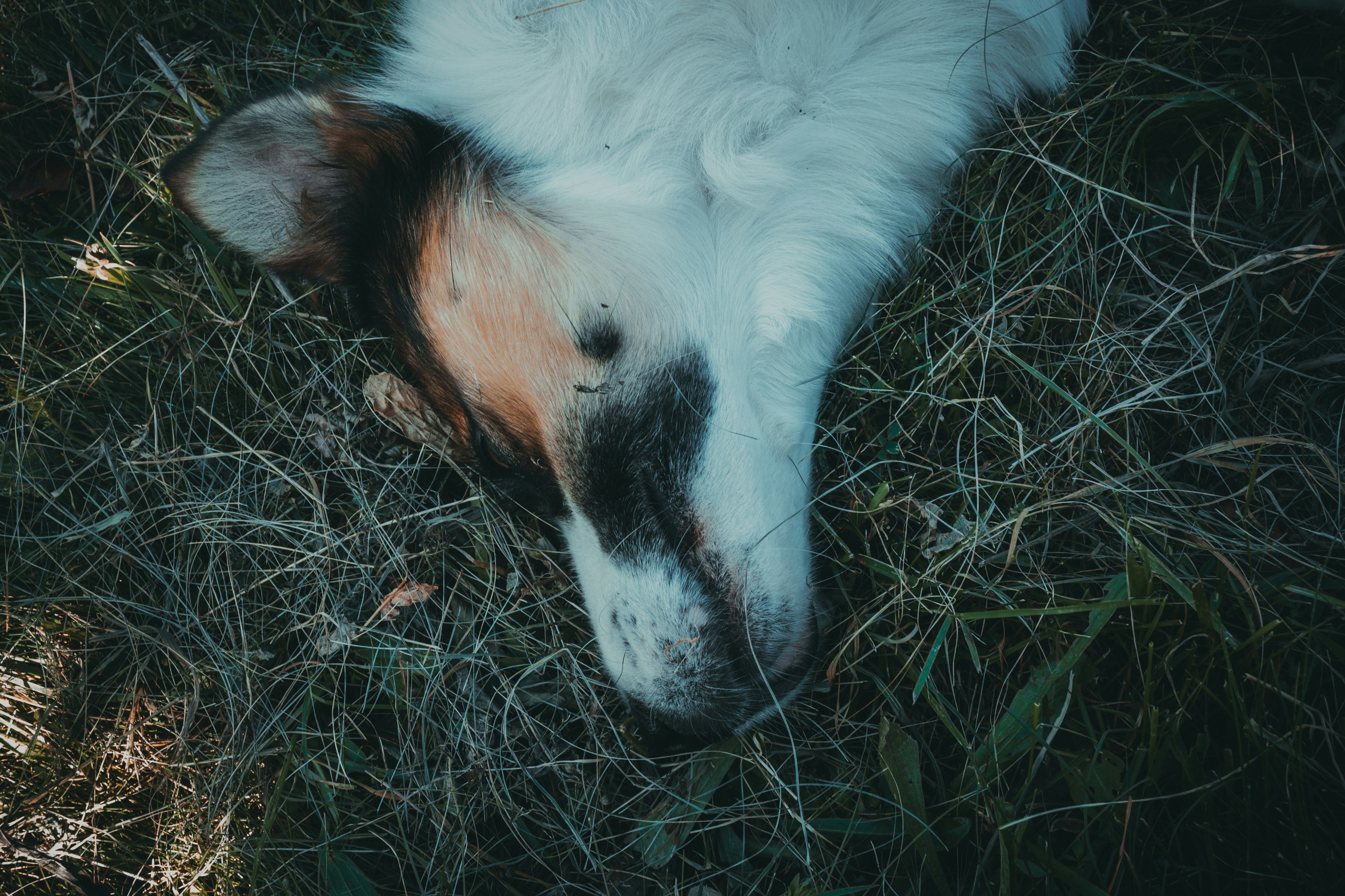 dog lying on grasses